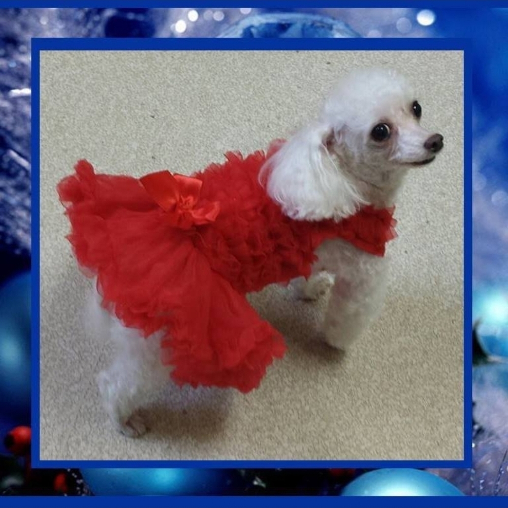 Adorable Red Ruffle Tutu Dress for Toy Dogs Small